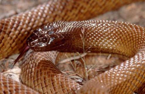 太攀蛇图片 内陆太攀蛇图片