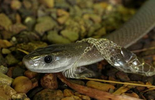 黑曼巴蛇图片（黑曼巴蛇和眼镜王蛇哪个厉害）