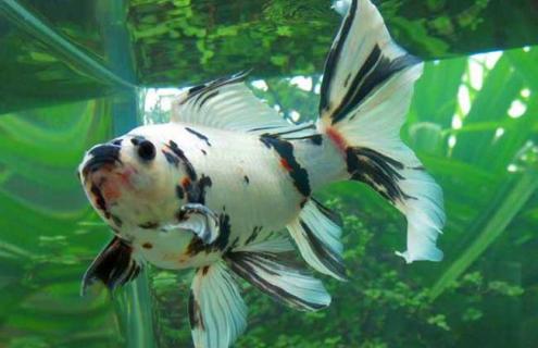 草种金鱼图片 草种金鱼图片大全