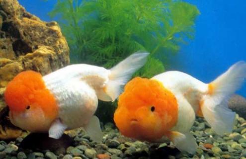 蛋种金鱼图片 蛋种金鱼有哪些品种图