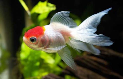 蝶尾金鱼图片 蝶尾金鱼图片大全大图高清