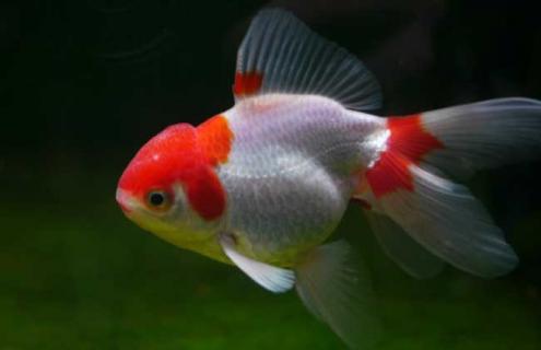 红高头龙睛图片（红头龙是什么样子的）