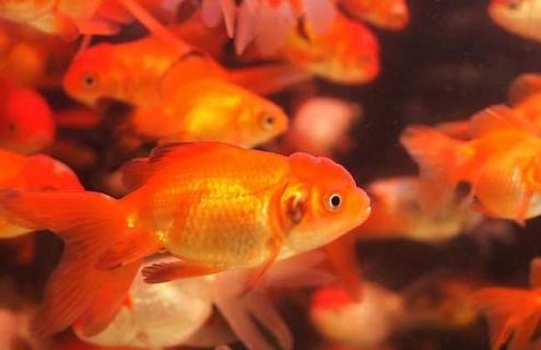 红虎头金鱼图片 红头虎头