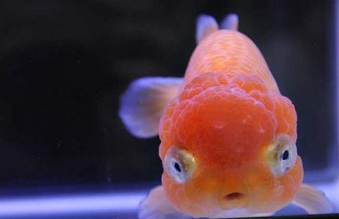 虎头金鱼图片 虎头金鱼图片大全
