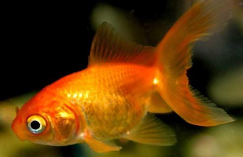 金鲫鱼图片 鲫鱼的图片