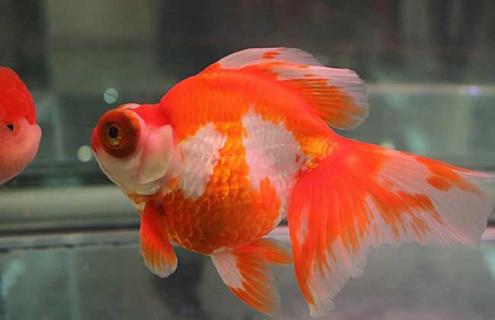 龙睛图片（龙睛的图片）