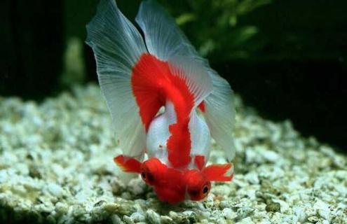 龙种金鱼图片（龙种金鱼的主要特征）