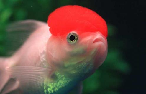 狮子头金鱼图片 狮子头金鱼图片欣赏