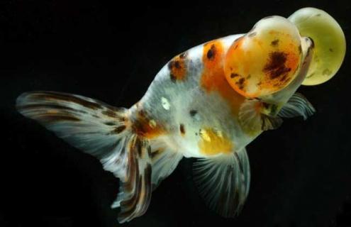 水泡金鱼图片（水泡金鱼百科）