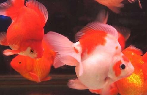 文种金鱼图片（文种金鱼图片大全大图高清版）