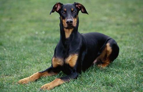 杜宾犬图片（杜宾犬图片 幼犬）