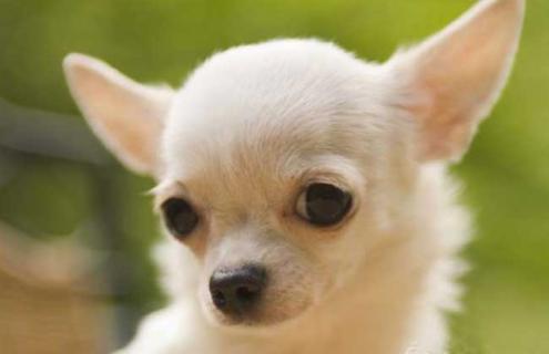 吉娃娃图片及选购方法（吉娃娃品种及图片大全）