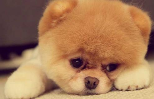 博美犬图片及选购方法 博美犬图片及选购方法大全