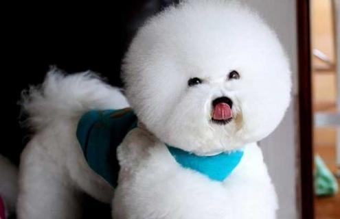 比熊犬图片及选购标准 比熊犬图片 幼犬 可爱