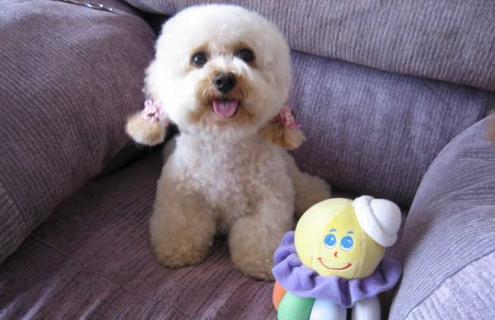 贵宾犬图片及选购方法（贵宾犬的价格表和图片）