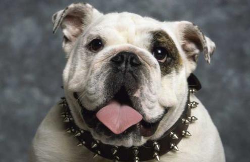 斗牛犬图片及选购方法 斗牛犬图片大型