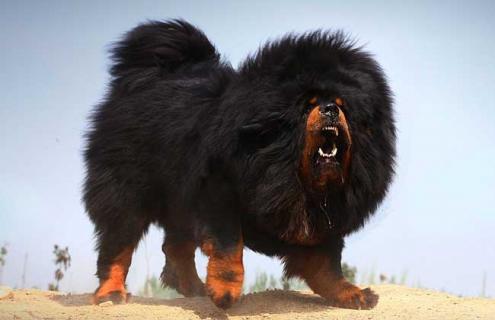 藏獒图片（小藏獒图片）