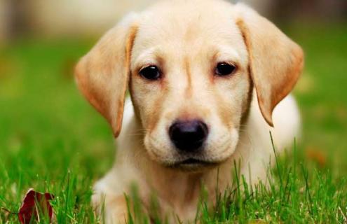 拉布拉多犬图片 拉布拉多犬图片幼犬黑色