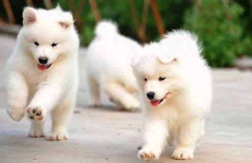萨摩耶犬图片 萨摩耶犬图片及价格