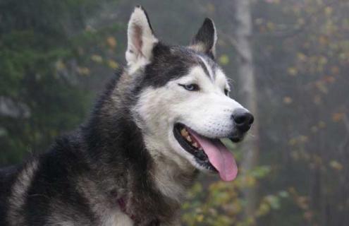 哈士奇图片及挑选方法（哈士奇图片 品种）