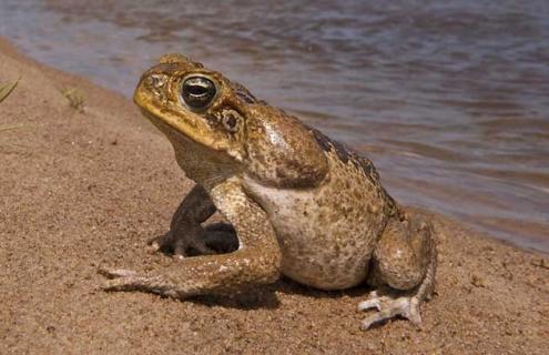 蔗蟾蜍图片（蔗念什么）