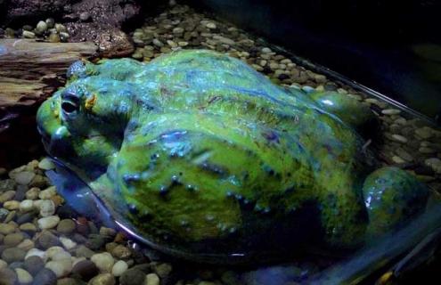 牛蛙吃什么食物（牛蛙吃什么食物才能养得活）