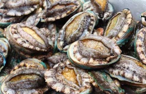 鲍鱼的生长环境（鲍鱼的生长环境是怎么样的呢）