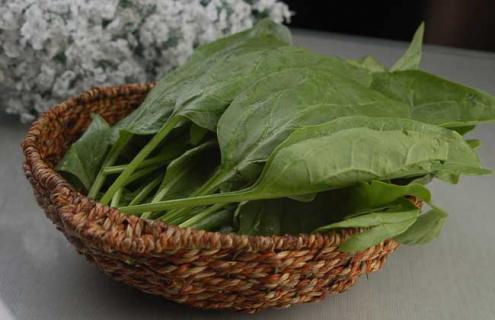 菠菜图片（菠菜图片大全高清图片）