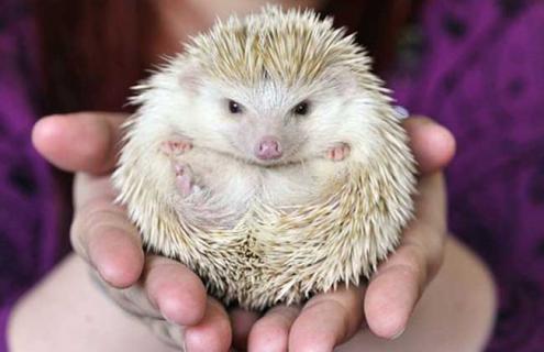 迷你刺猬图片 迷你刺猬图片什么含义