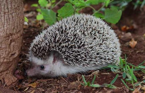 刺猬的刺有毒吗 刺猬的刺有毒吗要打狂犬疫苗吗