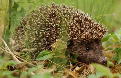刺猬的刺有毒吗