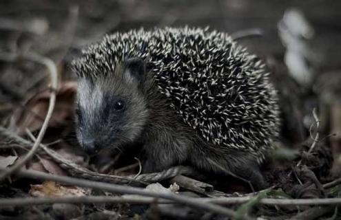 刺猬的天敌是什么（刺猬天敌是什么动物图片）