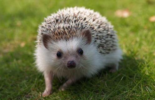 刺猬的养殖前景 刺猬养殖视频大全