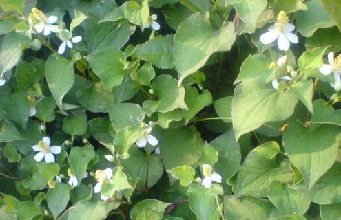 鱼腥草图片 鱼腥草图片高清图