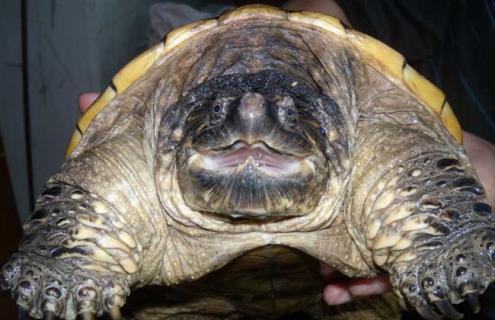 鳄鱼龟图片 鳄鱼龟图片能吃吗