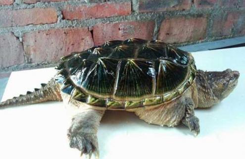 鳄鱼龟不吃东西怎么办（鳄鱼龟不吃东西怎么办呢）