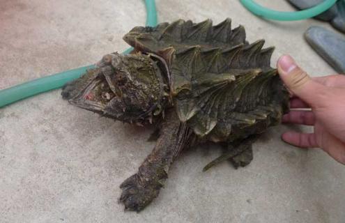 大鳄龟与小鳄龟的区别（大鳄龟与小鳄龟的区别是什么）