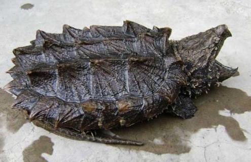 鳄鱼龟吃什么食物（鳄鱼龟吃什么食物大全）