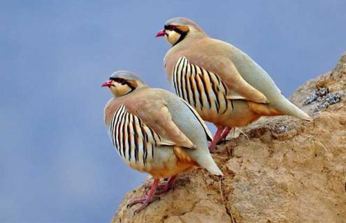 美国鹧鸪图片（美国鹧鸪怎么分公母图片）