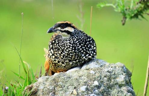 鹧鸪的生活习性（鹧鸪的生活规律）