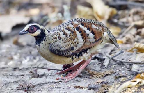 鹧鸪的养殖前景（鹧鸪养殖前景及利润）