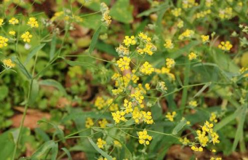 柴胡的种类及图片大全 柴胡的种类及功效