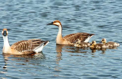 大雁会游泳吗（大雁会游泳吗视频）