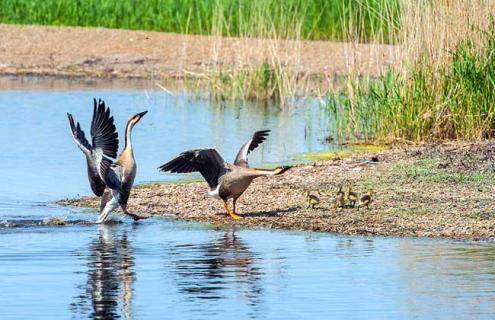 大雁的种类及图片大全（大雁的种类及图片大全视频）