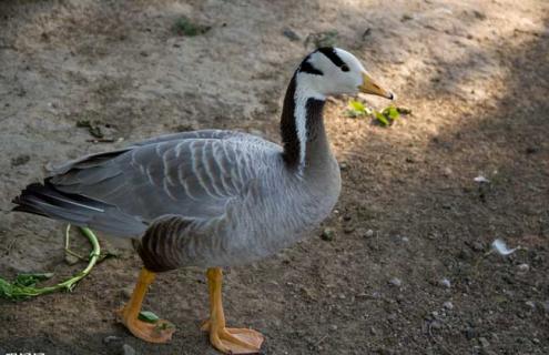 大雁吃什么食物（大雁吃什么食物为主）