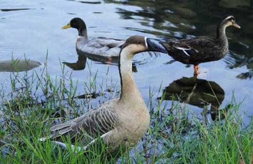 描写大雁的诗词有哪些 关于描写大雁的诗