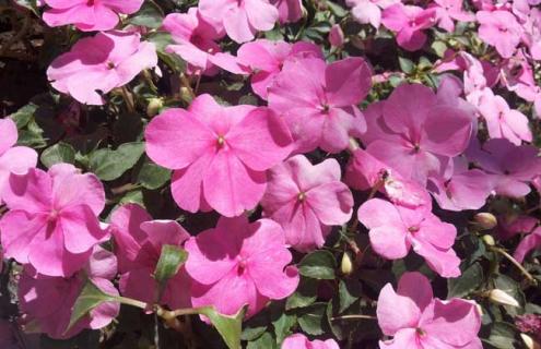 凤仙花图片 凤仙花图片功效与作用