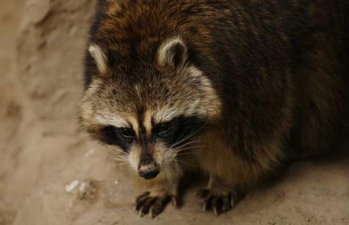 果子狸的生活习性 果子狸一般生活在什么地方