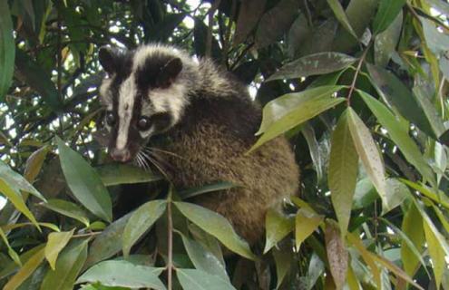 果子狸吃什么食物（果子狸喂什么饲料最好）