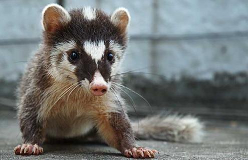 提高果子狸繁殖力的方法（果子狸喂什么饲料最好）